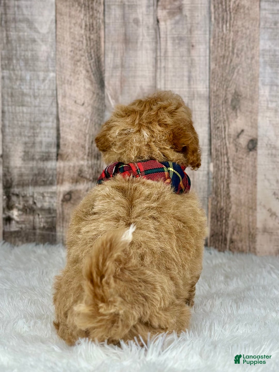 Bichpoo dogs for sale: Girl Jade - 8339 - Ad 3