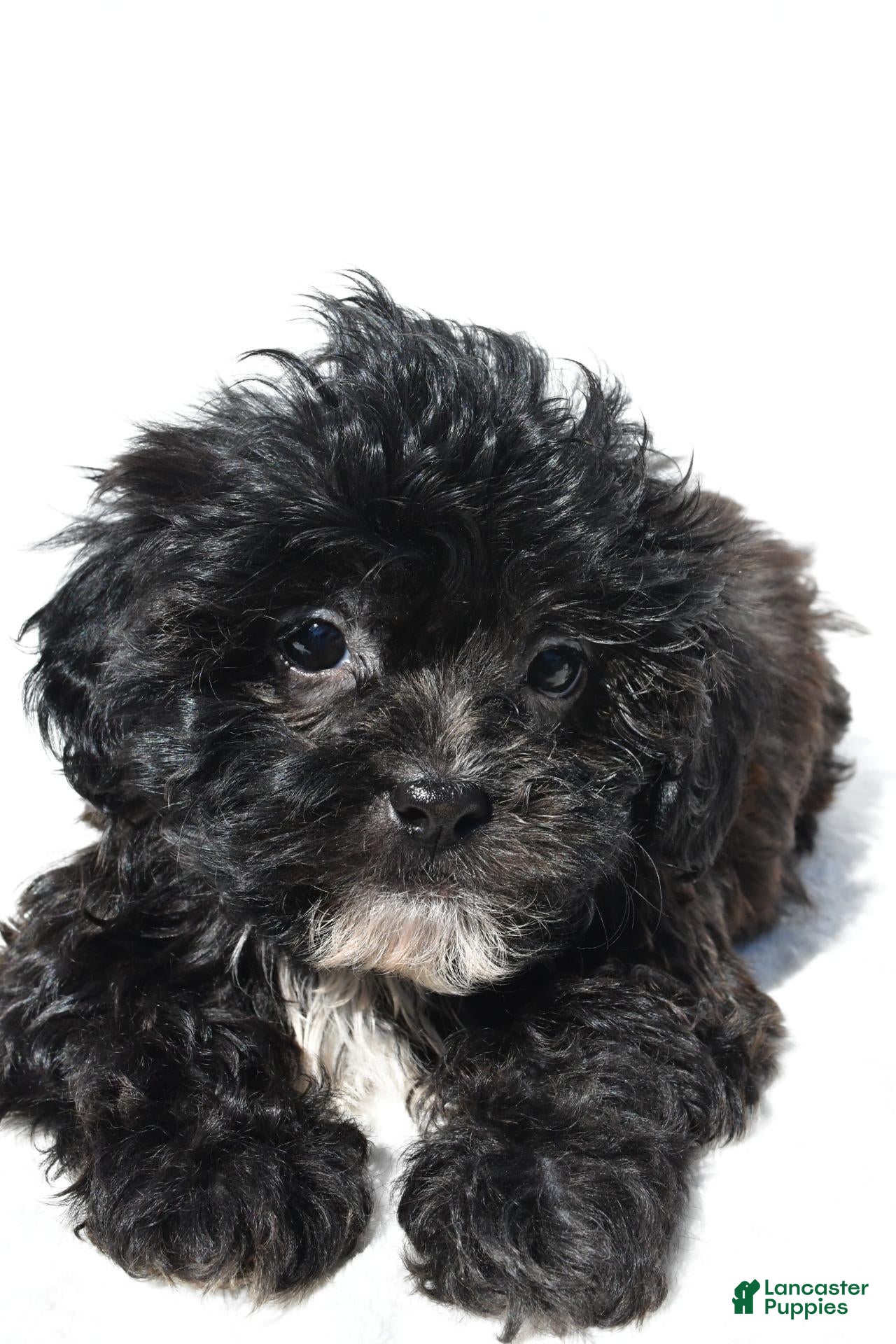 Cody (Shihpoo, Male) in Millersburg, OH