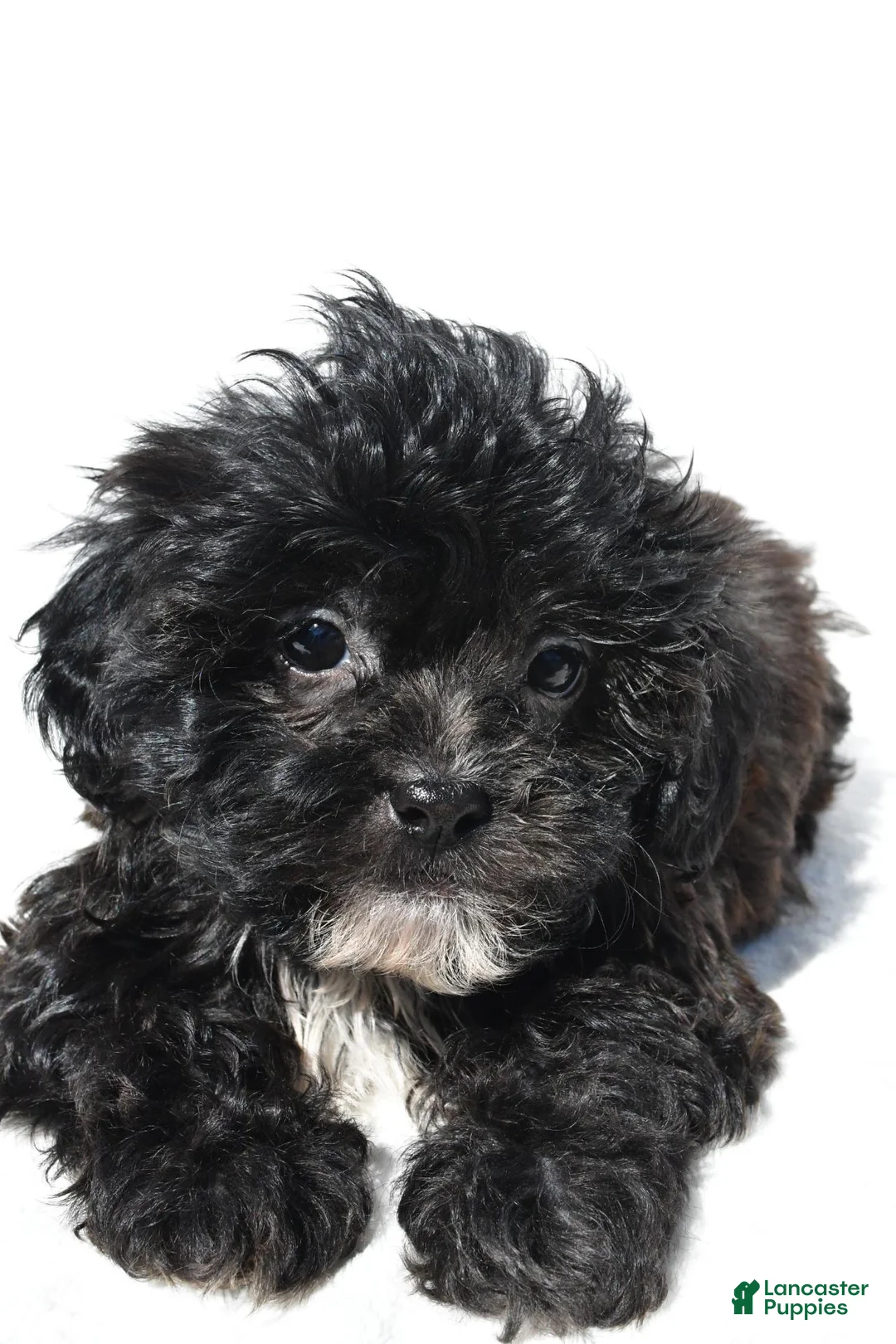 Shihpoo dogs for sale: Cody - Ad 1