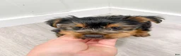 Yorkshire Terrier dogs for sale: Jasper - Ad 7