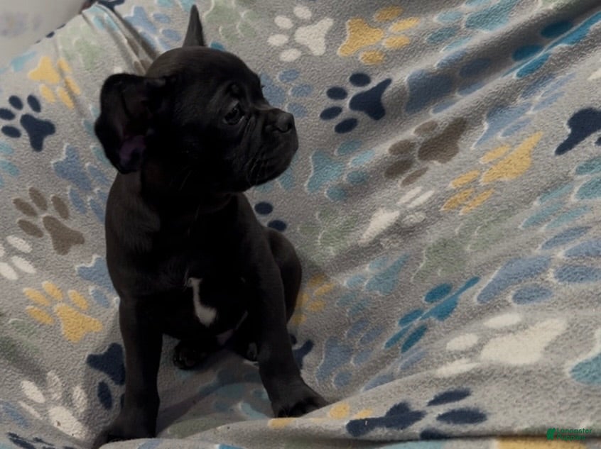 Frug dogs Ace - Ad 12