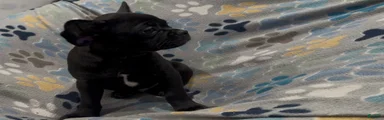 Ace