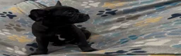 Frug dogs for sale: Ace - Ad 1