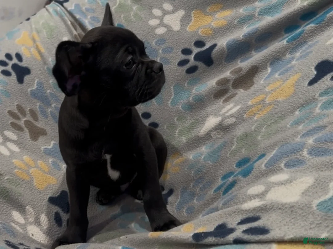 Frug dogs for sale: Ace - Ad 1