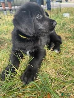 Mixed Breed dogs Scout - Ad 25