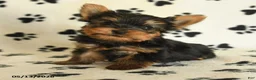 Yorkshire Terrier dogs for sale: Leon - Ad 1