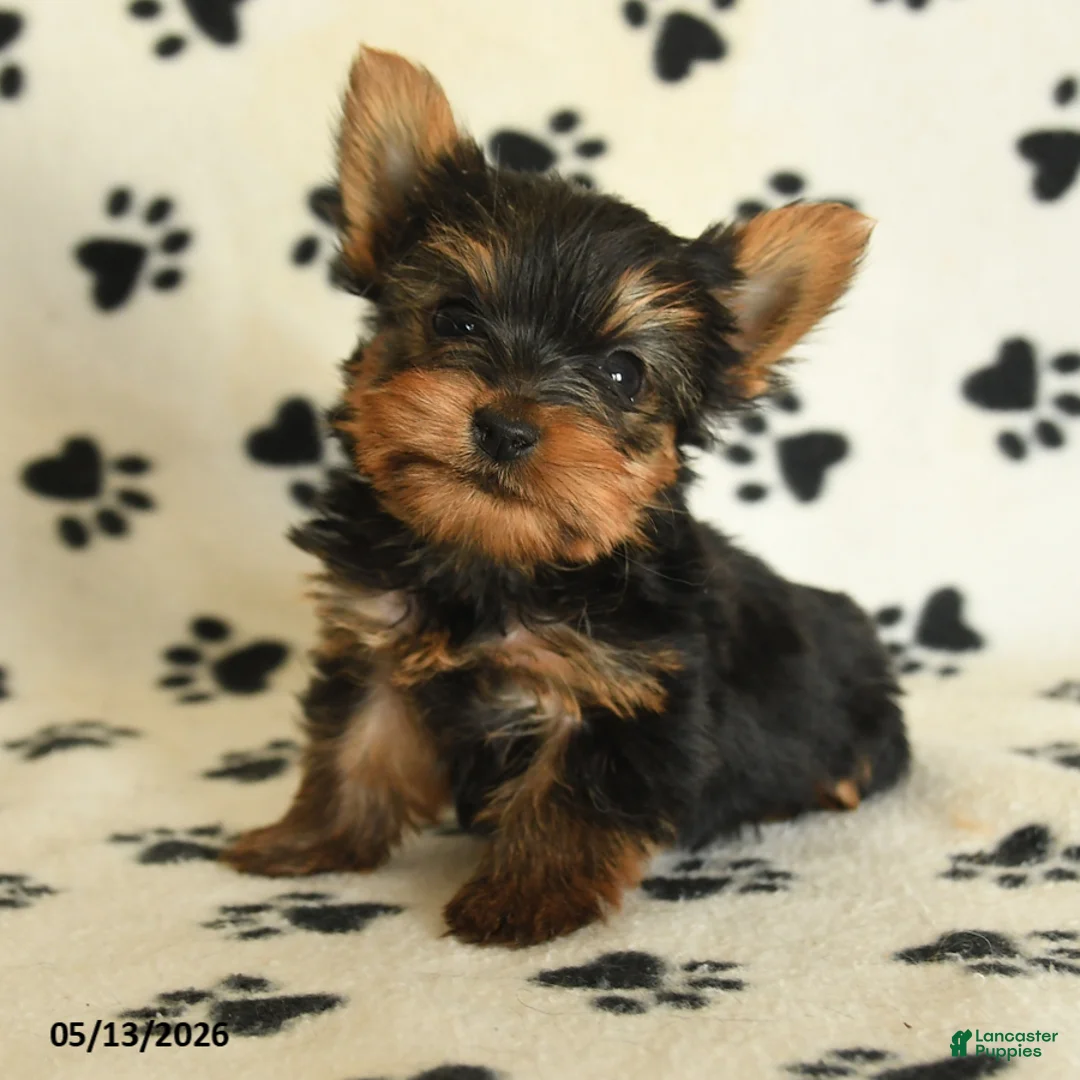 Yorkshire Terrier dogs for sale: Leon - Ad 1
