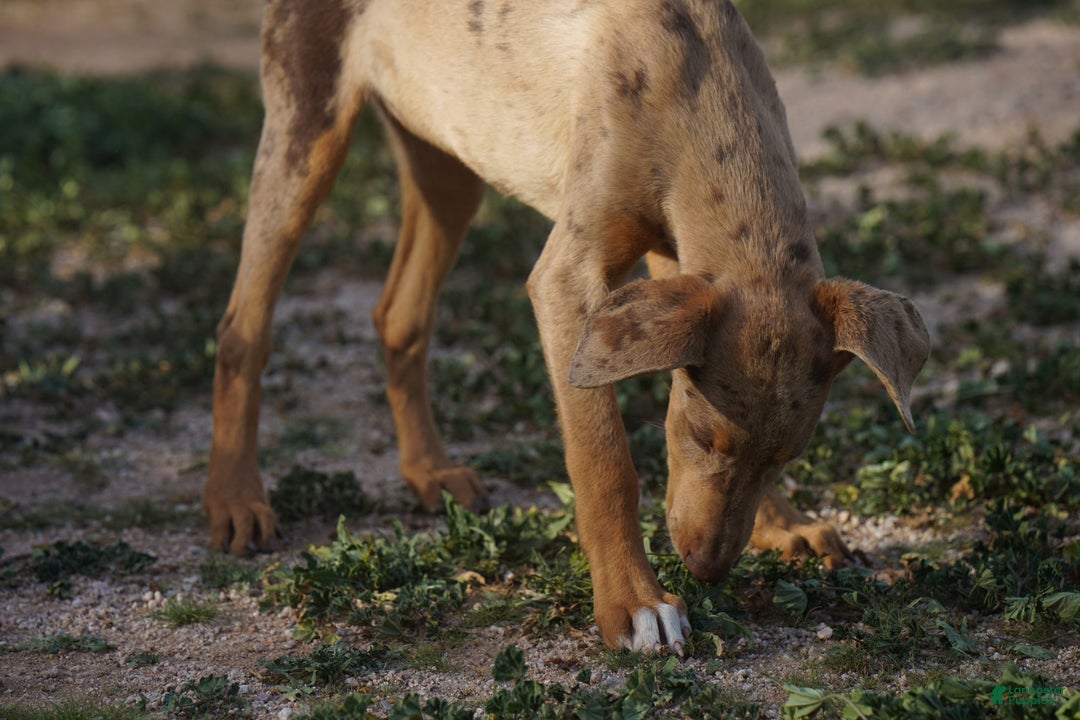 Mixed Breed dogs for sale: Lilac Fawn Merle F1 RT - Ad 23
