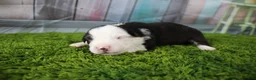 Miniature Australian Shepherd dogs for sale: Ellis - Ad 9