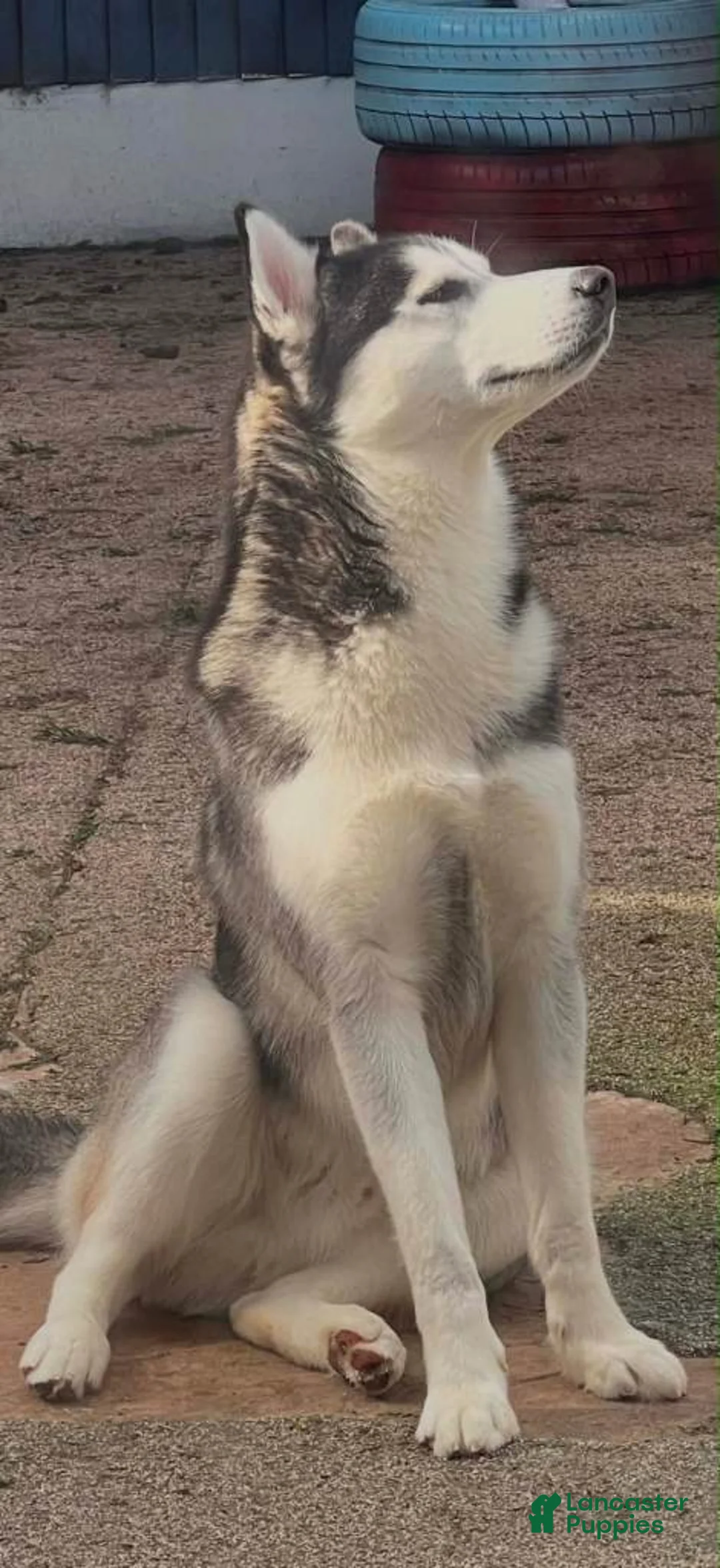 Siberian Husky dogs for sale: Siberian Husky 6 - Ad 2