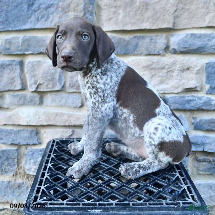 German Shorthaired Pointer dogs Jade - Ad 2