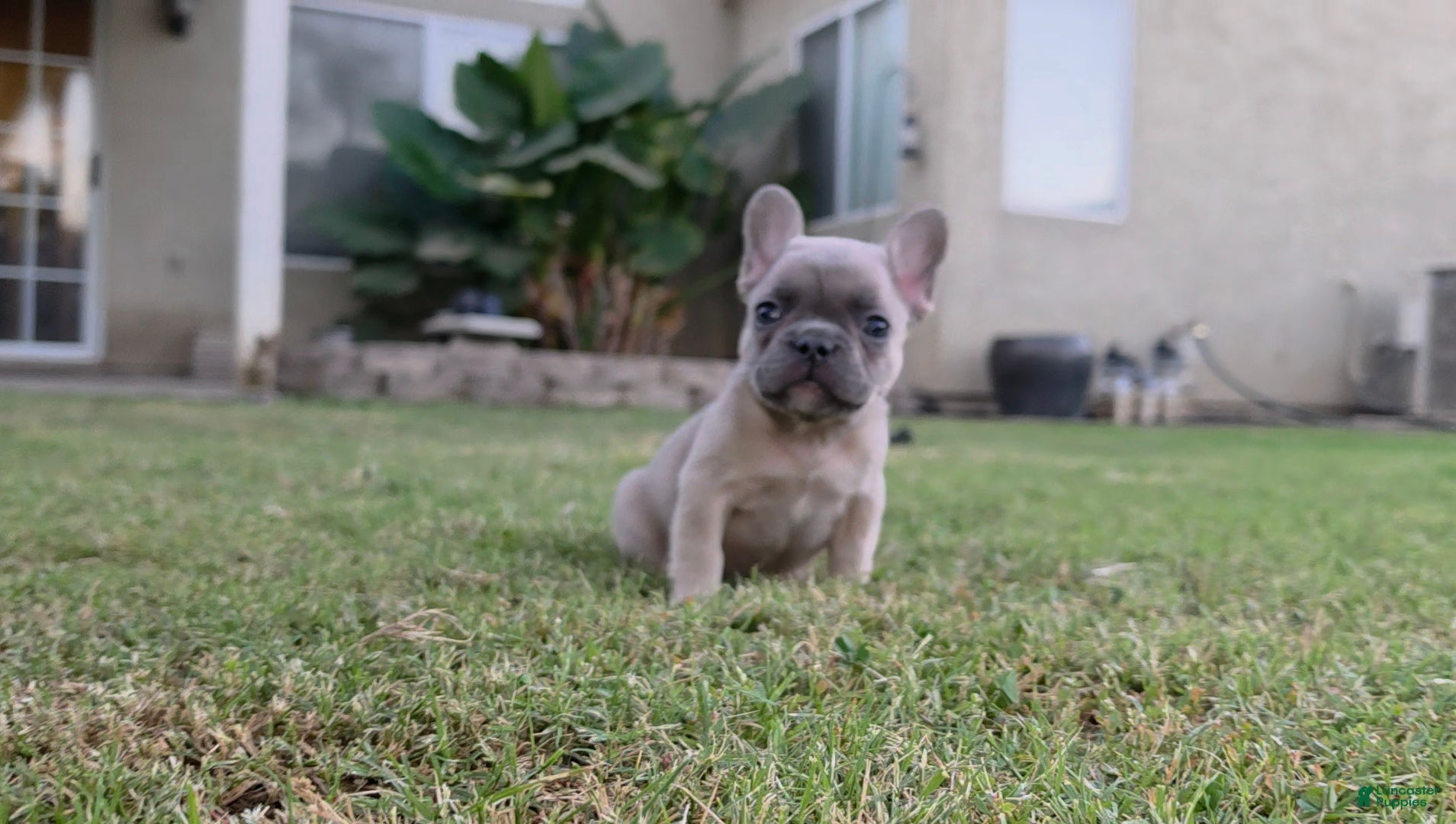 French Bulldog dogs Lucas  - Ad 1