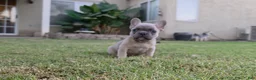 French Bulldog dogs for sale: Lucas  - Ad 1