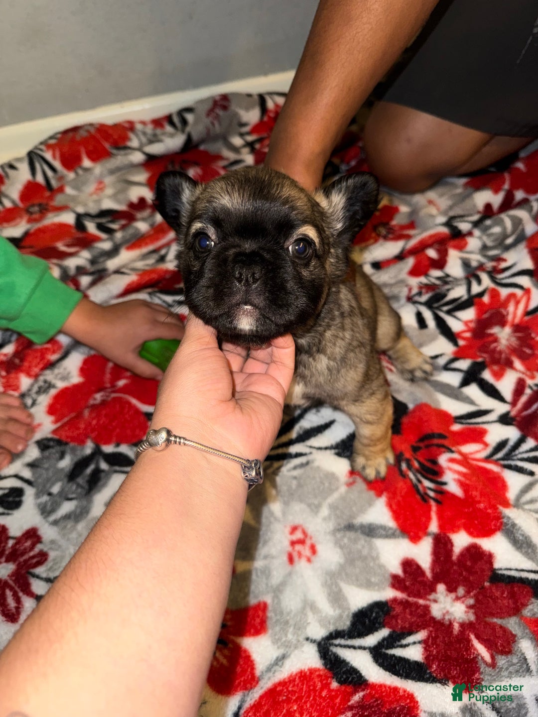 French Bulldog dogs for sale: French Bulldog Puppy 2 - Ad 6