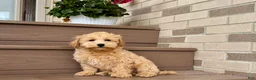 Maltipoo dogs for sale: Gordon - Ad 6