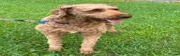 Irish Doodle dogs for sale: Maggie - Ad 16