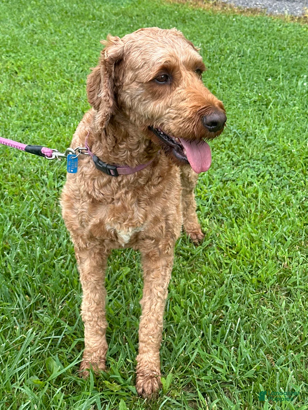 Irish Doodle dogs for sale: Maggie - Ad 16