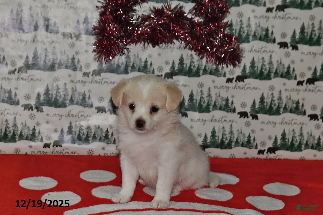 Mixed Breed dogs for sale: Shizu - Ad 4