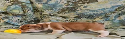 Mixed Breed dogs for sale: Gold Star Boy - Ad 4