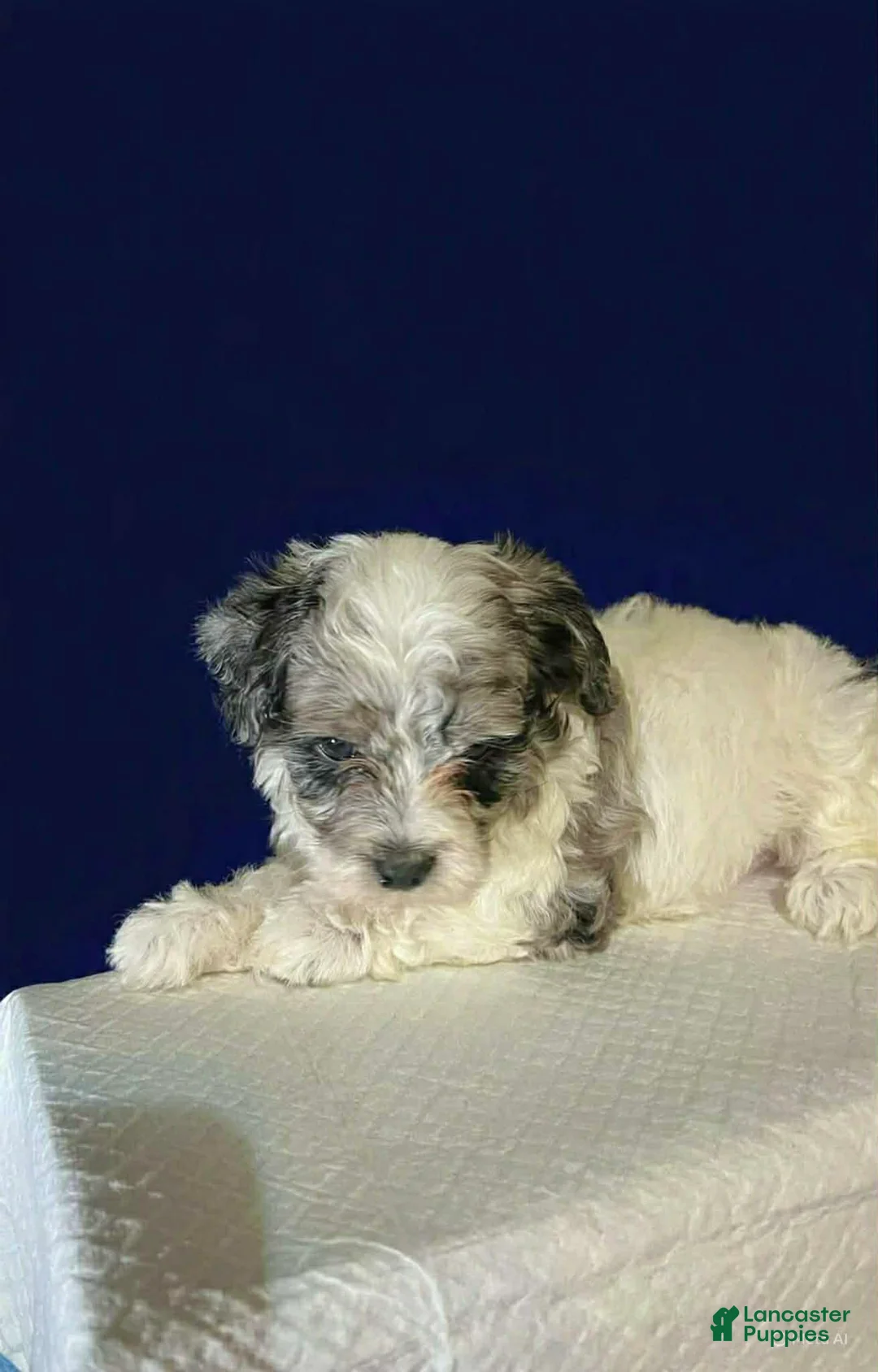 Shihpoo dogs for sale: Teddy - Ad 2