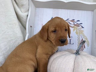 Labrador Retriever dogs - Ad 27