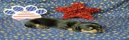 Miniature Dachshund dogs for sale: AKC Levi - Ad 5
