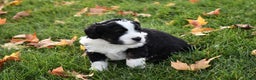 Mini Bernedoodle dogs for sale: Joy - Ad 2