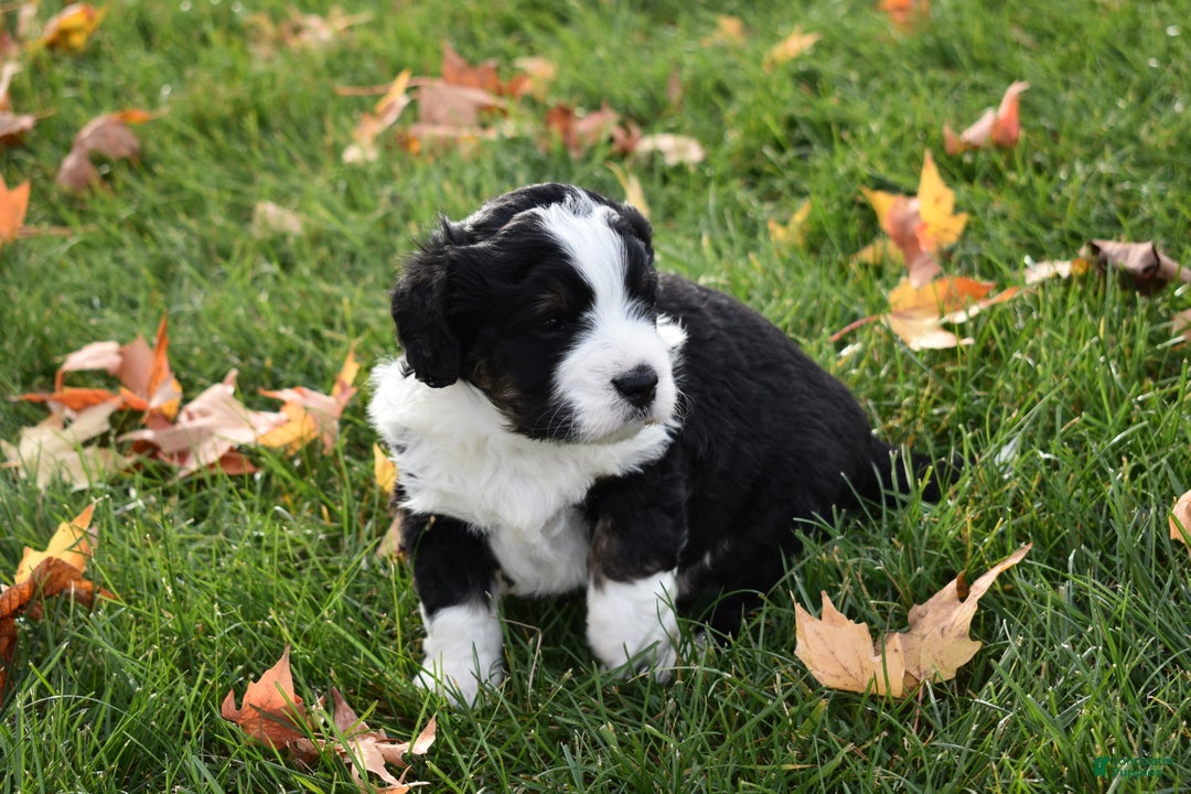 Mini Bernedoodle dogs for sale: Joy - Ad 2