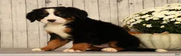 Bernese Mountain Dog dogs for sale: Heidi - Ad 6