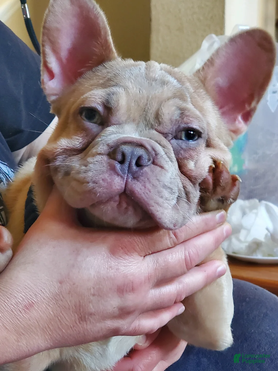 French Bulldog dogs for sale: Creamy - Ad 2
