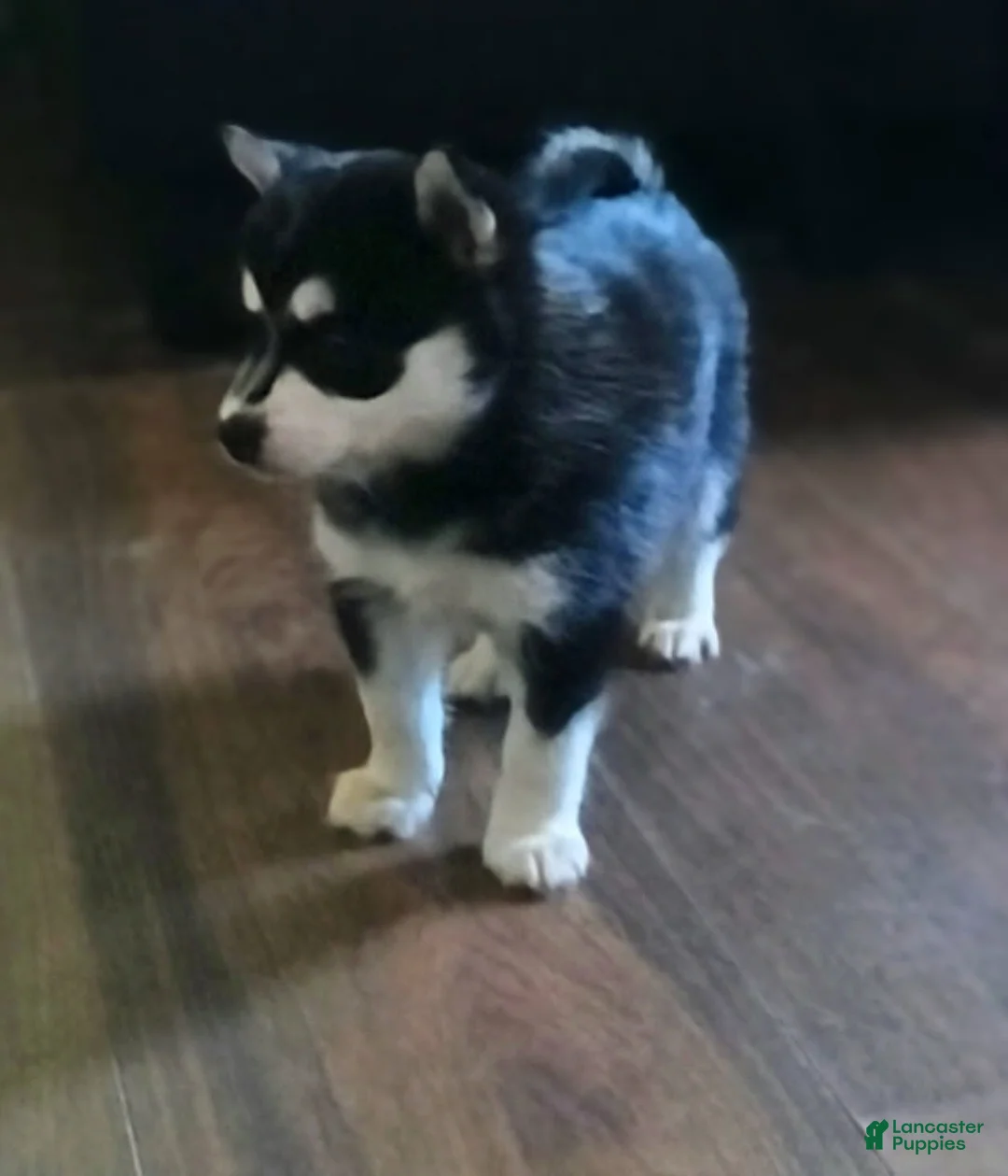 Pomsky dogs for sale: Pomsky Puppy 1 - Ad 2