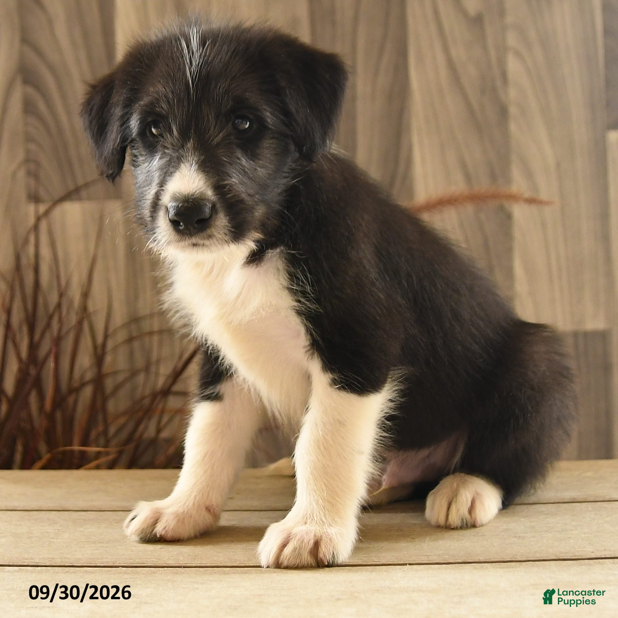 Mixed Breed dogs Crying Coyote - Ad 2