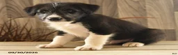 Mixed Breed dogs for sale: Crying Coyote - Ad 2