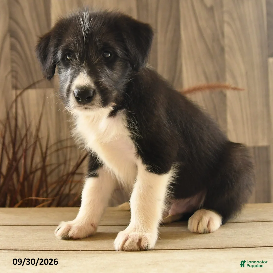 Mixed Breed dogs for sale: Crying Coyote - Ad 2