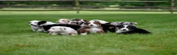 Australian Shepherd dogs for sale: Tipsy - Ad 6