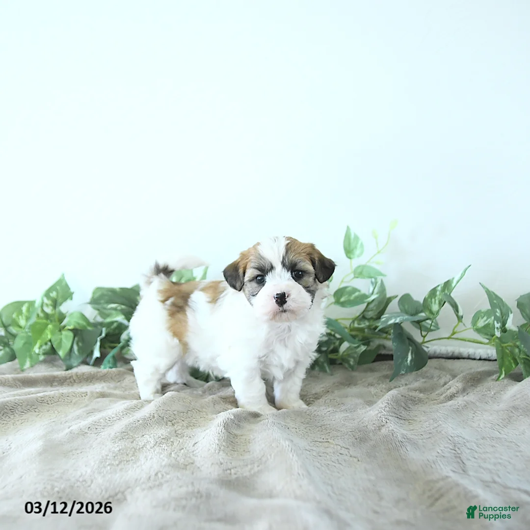 Teddy Bear dogs for sale: Max - Ad 1