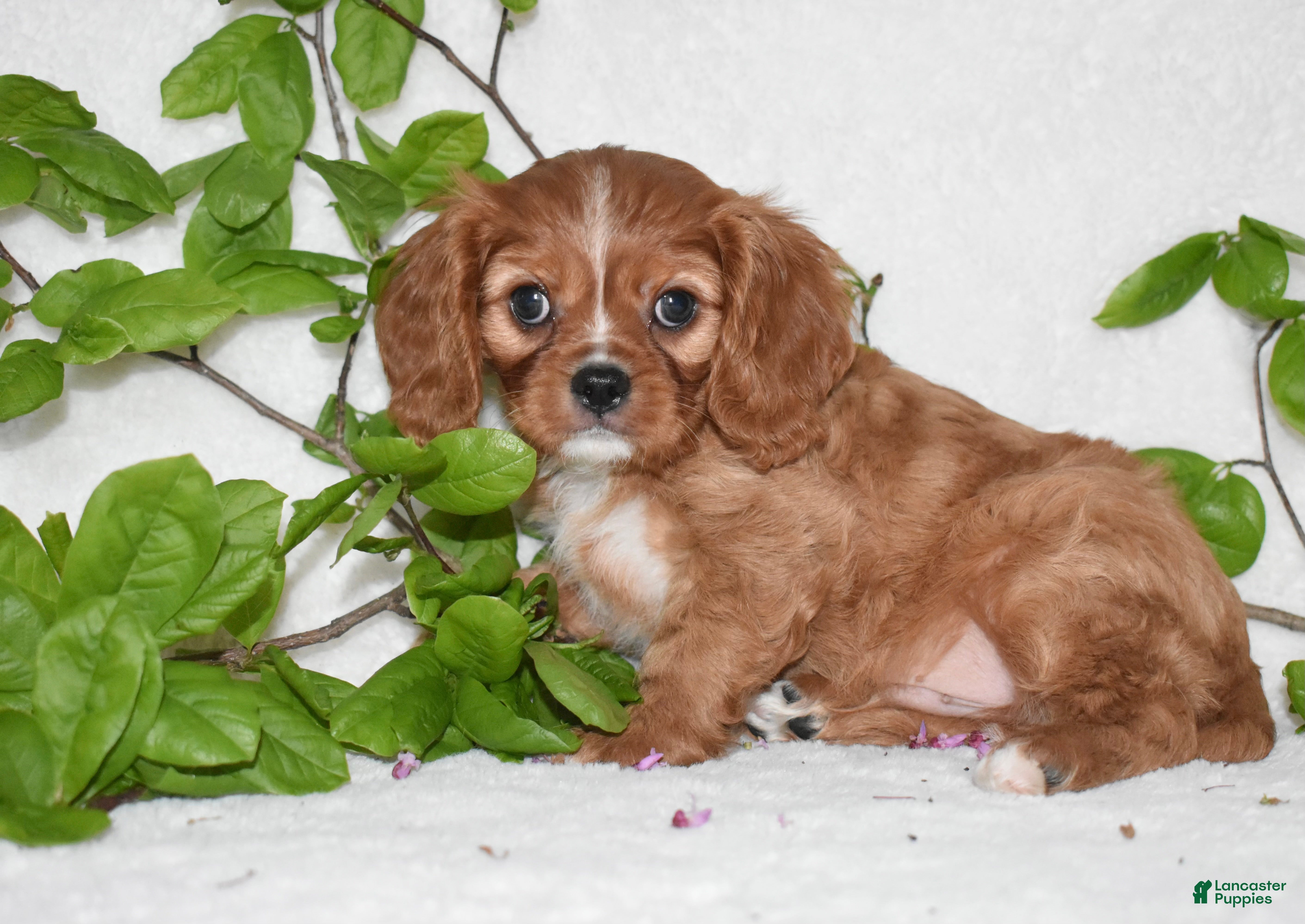 Cavalier King Charles Spaniel dogs Reese - Ad 14