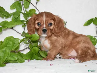 Cavalier King Charles Spaniel dogs Reese - Ad 14