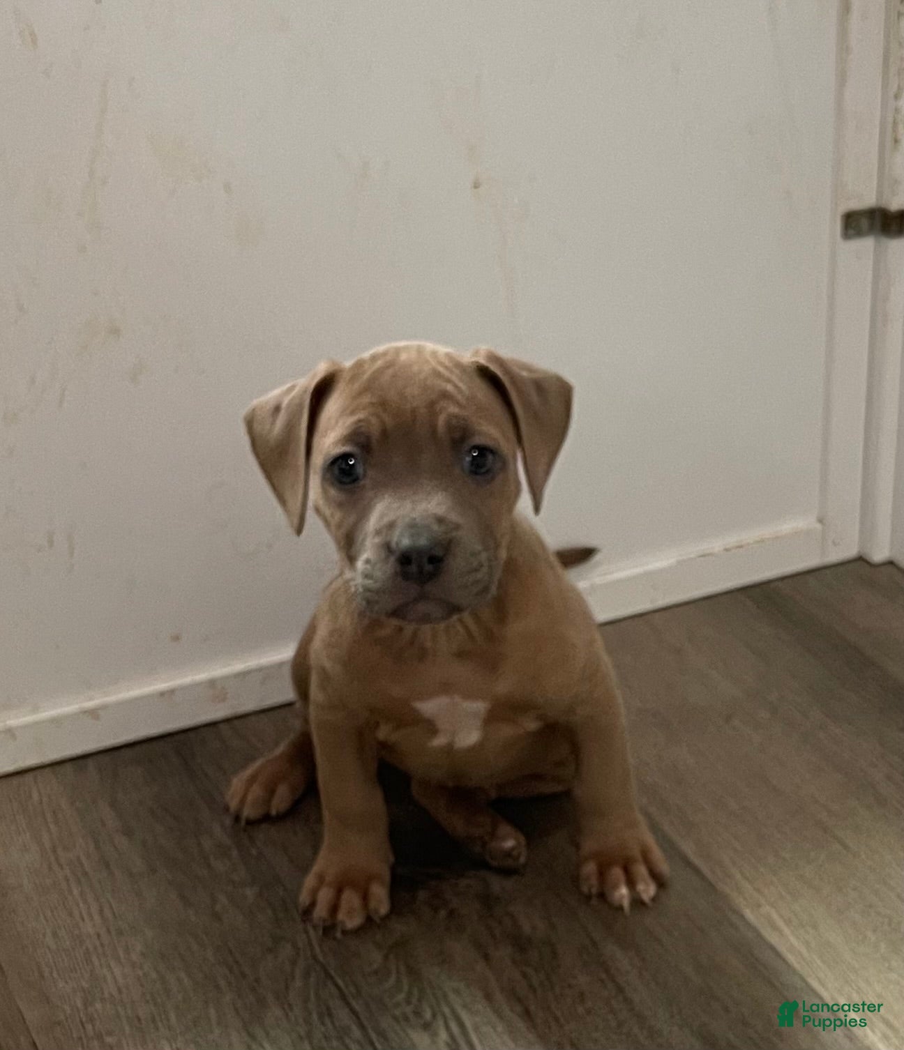 American Pit Bull Terrier dogs American Pit Bull Terrier Puppy 1 - Ad 11