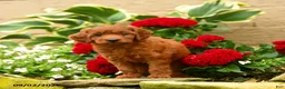 Miniature Poodle dogs for sale: Sweet Potato - Ad 5