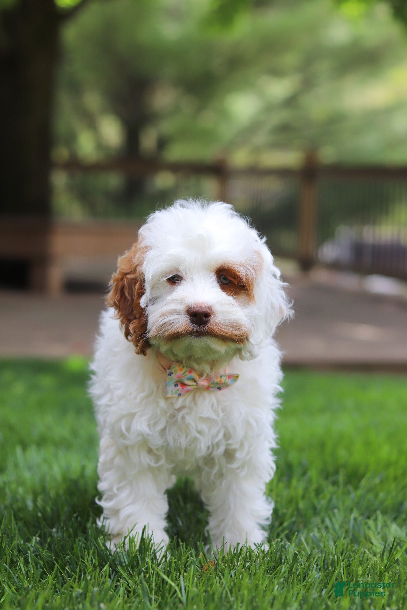 Cockapoo dogs Juniper - Ad 2
