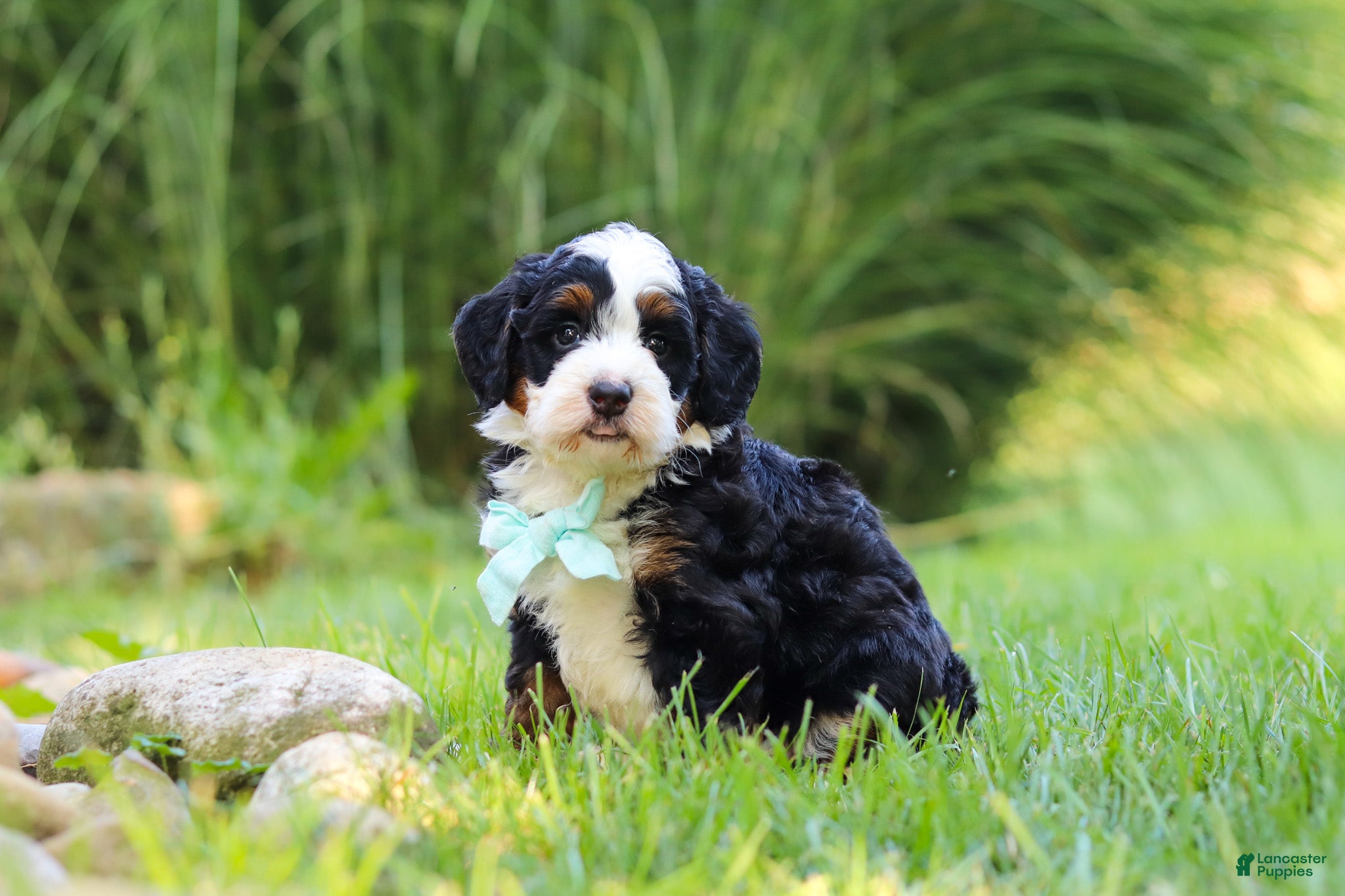 Mini Bernedoodle dogs for sale: Pez - Ad 4