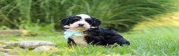Mini Bernedoodle dogs for sale: Pez - Ad 1