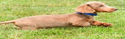 Miniature Dachshund dogs for sale: Bentley - Ad 14