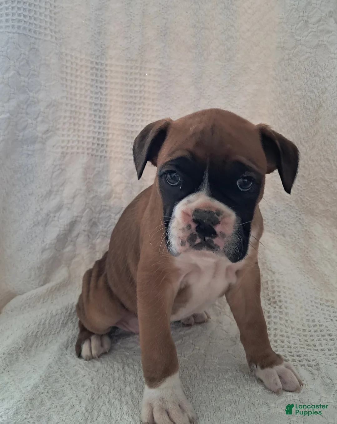 Boxer dogs for sale: Rosie  - Ad 4