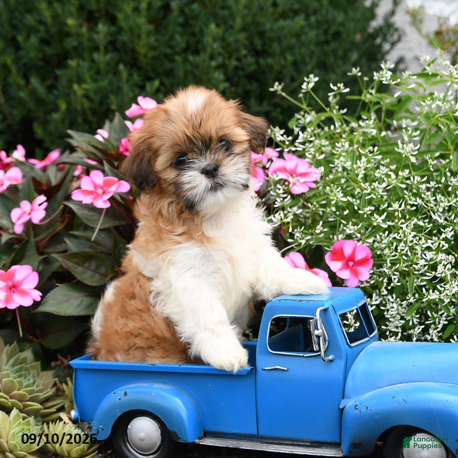 Shih Tzu dogs for sale: Poppy - Ad 1