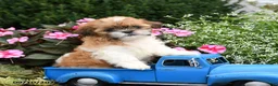 Shih Tzu dogs for sale: Poppy - Ad 1