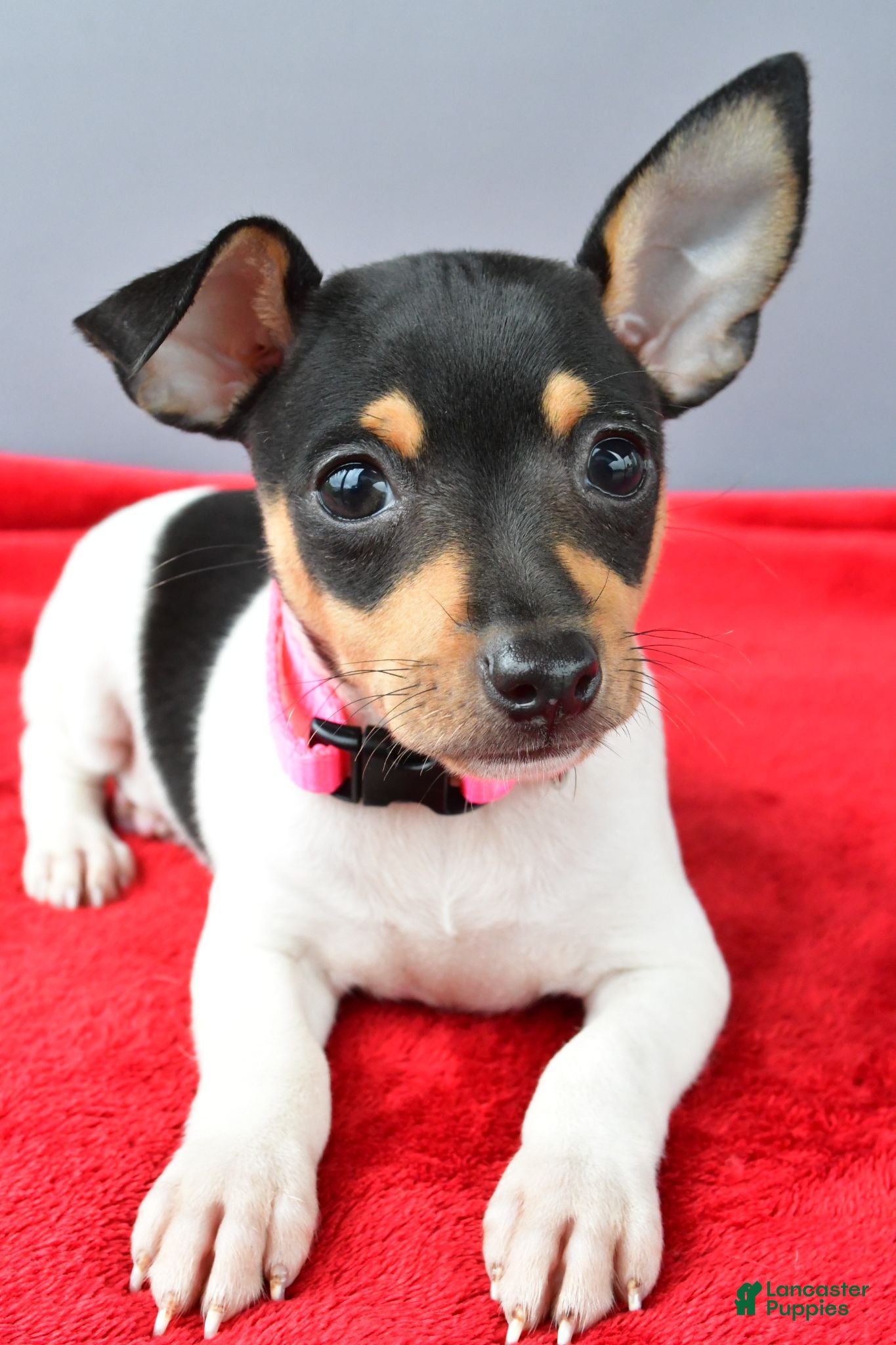 Toy Fox Terrier dogs Dixie - Ad 2
