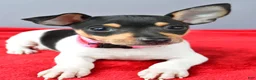 Toy Fox Terrier dogs for sale: Dixie - Ad 2