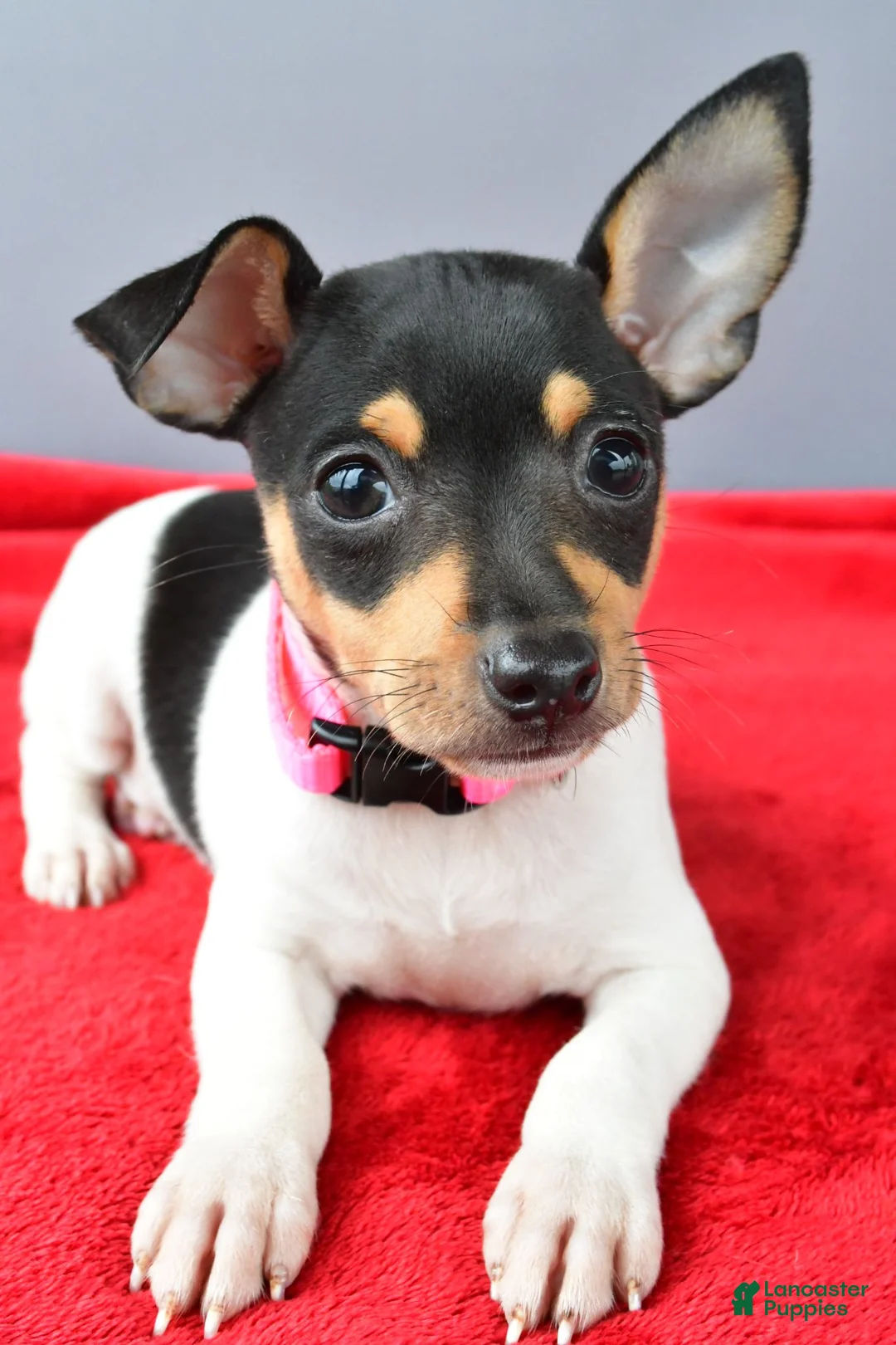 Toy Fox Terrier dogs for sale: Dixie - Ad 2